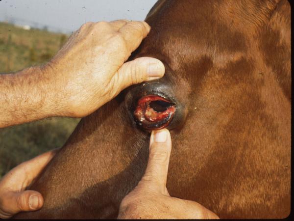 Afrykański pomór koni - Objawy i diagnoza - Objawy afrykańskiego pomoru koni