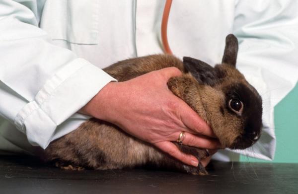 Kokcydioza u królików - Objawy i leczenie - Diagnostyka i leczenie kokcydiozy u królików