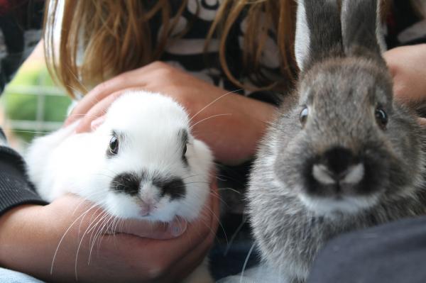 Kokcydioza u królików - Objawy i leczenie - Objawy kokcydiozy u królików