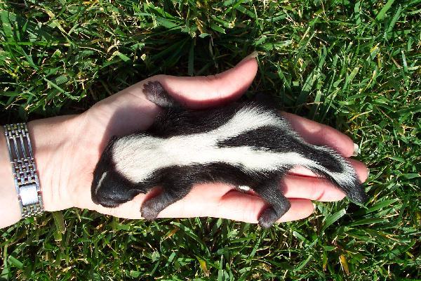 10 najrzadszych zwierząt na świecie - 9. Skunk