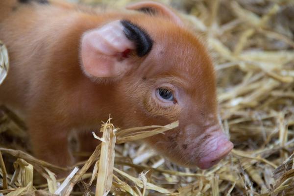10 najrzadszych zwierząt na świecie - 7. Mini świnka