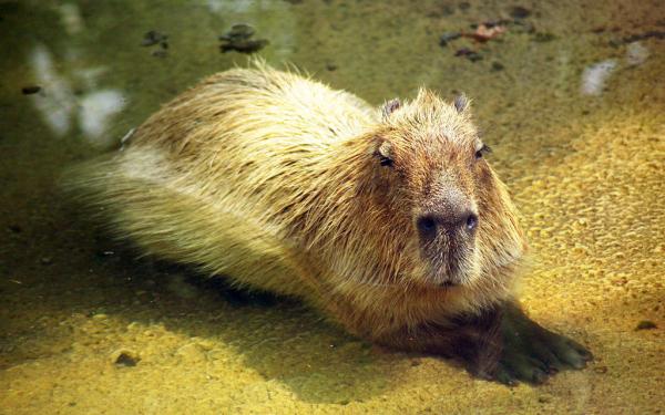 10 najrzadszych zwierząt na świecie - 6. Kapibara