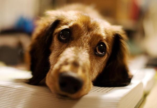 8 rzeczy, które psy robią, aby zwrócić na siebie uwagę - 2. I nawet jęczą, gdy nie czują się dobrze!