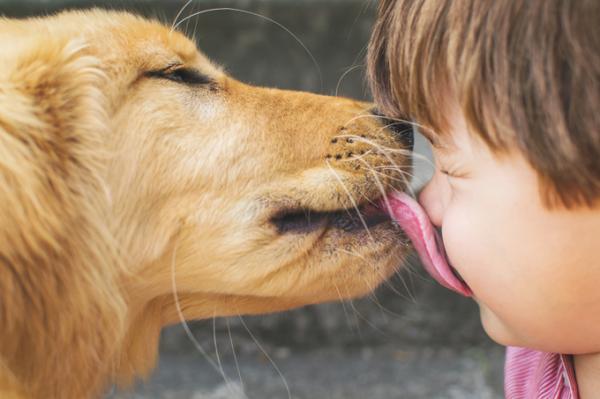 8 rzeczy, które psy robią, aby zwrócić na siebie uwagę - 4. Lizanie jako okaz uczuć