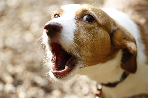 8 rzeczy, które psy robią, aby zwrócić na siebie uwagę - 1. Szczekają, czasami dużo ...