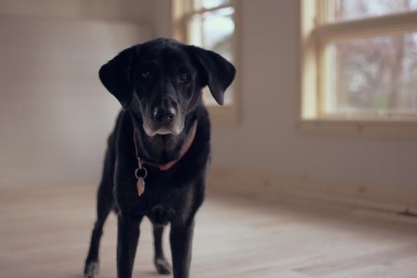 Naturalne chondroprotektory dla psów - Zapalenie stawów kontra choroba zwyrodnieniowa stawów