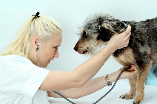 Toksoplazmoza u psów - Objawy i zarażenie - Objawy toksoplazmozy u psów