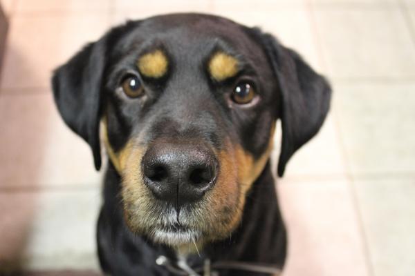Toksoplazmoza u psów - Objawy i zarażenie - Jak zapobiegać rozprzestrzenianiu się toksoplazmozy