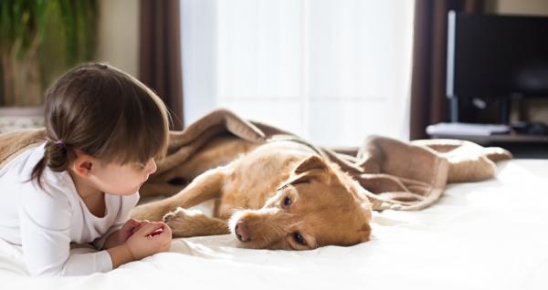 Toksoplazmoza u psów - Objawy i zarażenie - Leczenie toksoplazmozy psów