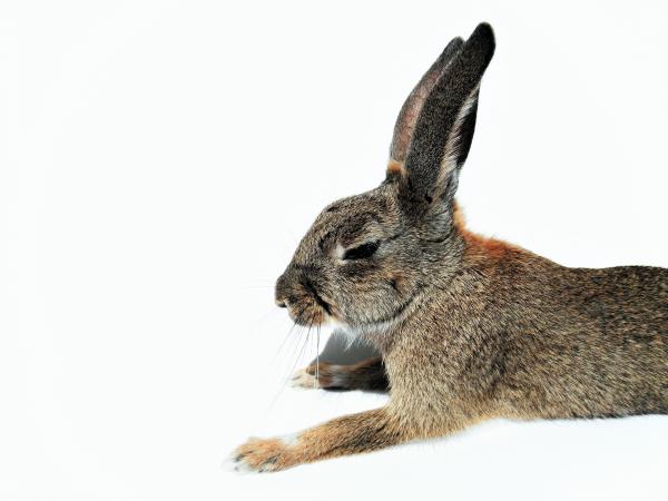 Myksomatoza u królików - Objawy i zapobieganie - Objawy myksomatozy u królików