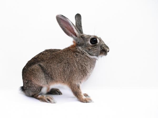 Myksomatoza u królików - Objawy i zapobieganie - Pielęgnacja królika z myksomatozą