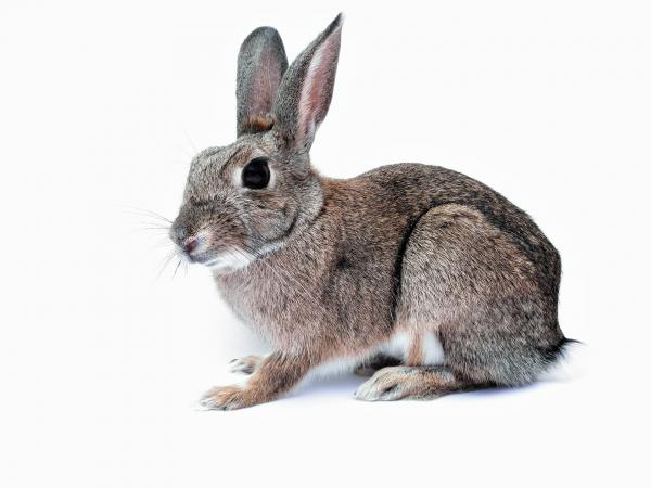 Myksomatoza u królików – objawy i profilaktyka – co to jest myksomatoza