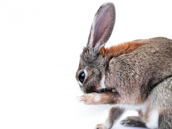 Myksomatoza u królików - Objawy i profilaktyka - Zapobieganie myksomatozie u królików
