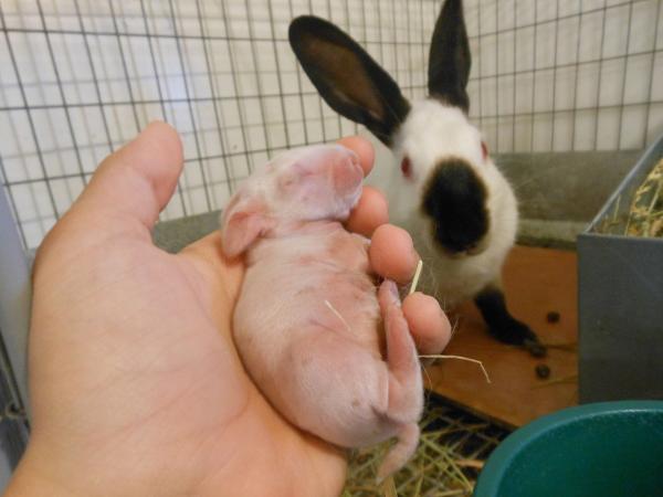 Opieka nad nowonarodzonym królikiem - poród i opieka nad rodziną