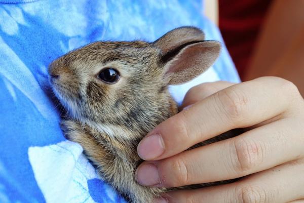 Pielęgnacja noworodków królików - wzrost