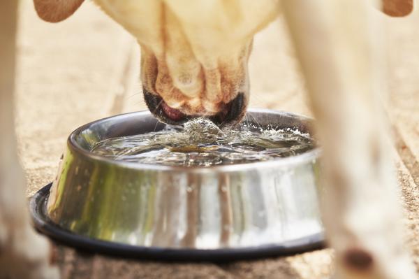 Dlaczego mój pies pije dużo wody?  - Ile wody powinien pić pies dziennie?