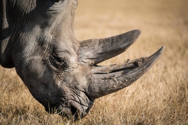 Co jedzą nosorożce?  - Charakterystyka i ciekawostki nosorożca