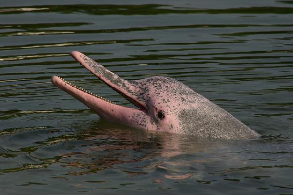Delfiny zagrożone wyginięciem - 3. Różowy delfin Amazonki