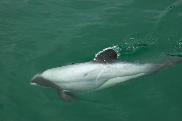 Delfiny zagrożone wyginięciem - 1. Delfin Hektora