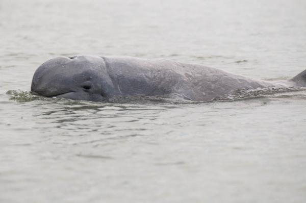 Zagrożone delfiny - 2. Delfin rzeki Irawadi