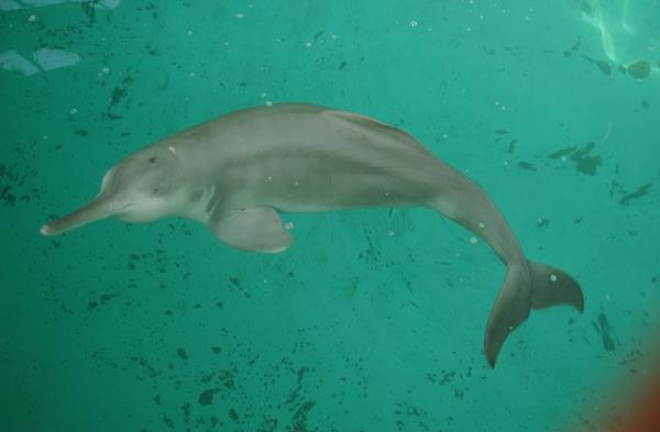 Delfiny zagrożone wyginięciem - 6. Biji