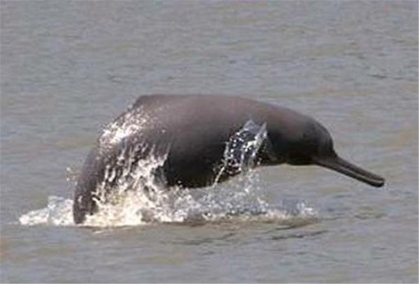 Delfiny zagrożone wyginięciem - 5. Delfin indyjski