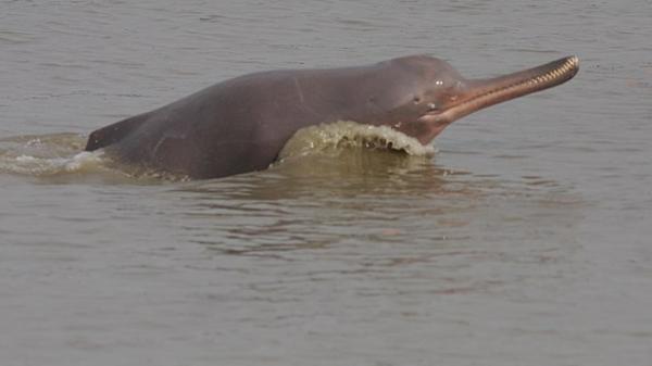 Delfiny zagrożone wyginięciem - 4. Delfin Ganges