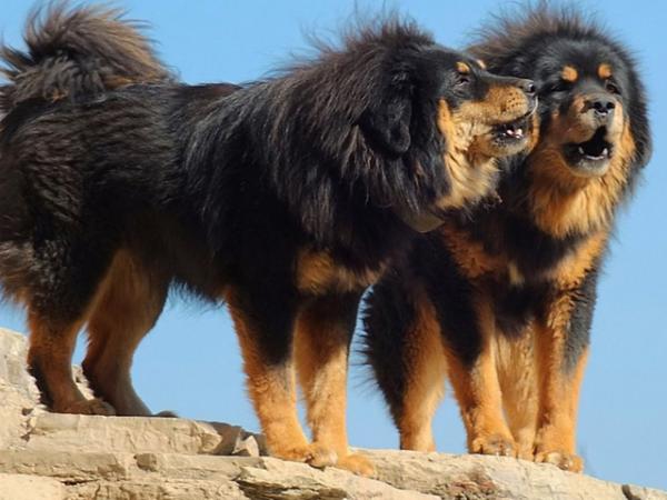 Największe psy świata - 11. Mastif tybetański
