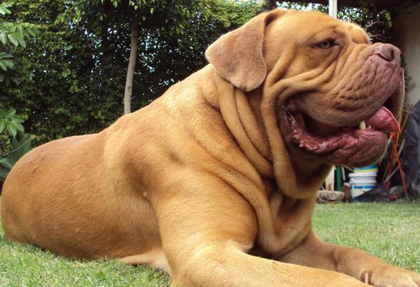 Największe psy na świecie - 10. Dogue de Bordeaux 