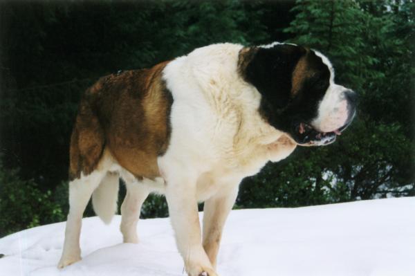Największe psy na świecie - 2. Św. Bernard