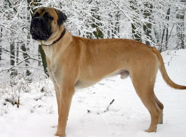 Największe psy na świecie - 5. Bullmastiff 