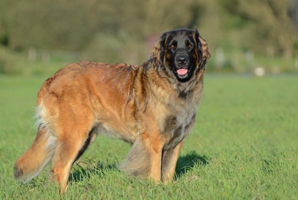Największe psy na świecie - 4. Leonberger
