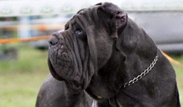 Największe psy świata - 3. Mastif Neapolitański