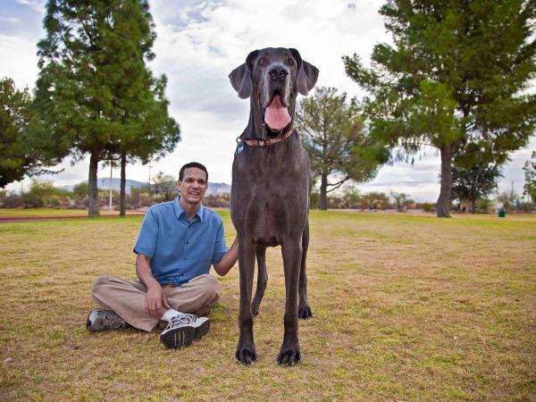 Największe psy na świecie - 1. Mastif Niemiecki