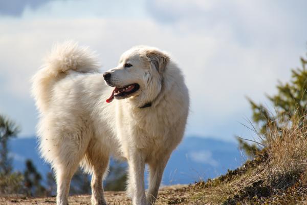Największe psy na świecie - 16. Pirenejski Pies Pasterski