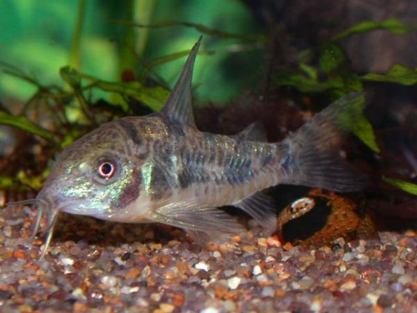 Ryby ciepłowodne dla początkujących - charakterystyka ryb ciepłowodnych