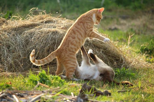 Wścieklizna u kotów - Objawy, zarażenie i leczenie - Jak rozprzestrzenia się wścieklizna u kotów?