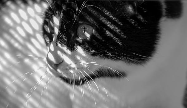 Leiszmanioza u kotów - Objawy, zarażenie i leczenie - Jak zapobiegać leiszmaniozie u kotów?