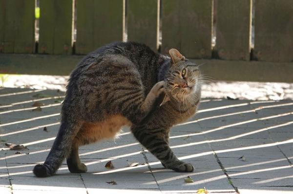 Leiszmanioza u kotów - Objawy, zarażenie i leczenie - Co to jest leiszmanioza u kotów?