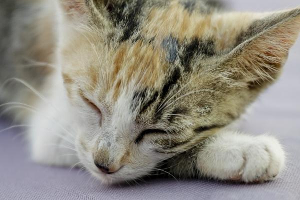 Leiszmanioza u kotów - Objawy, zarażenie i leczenie - Objawy leiszmaniozy u kotów