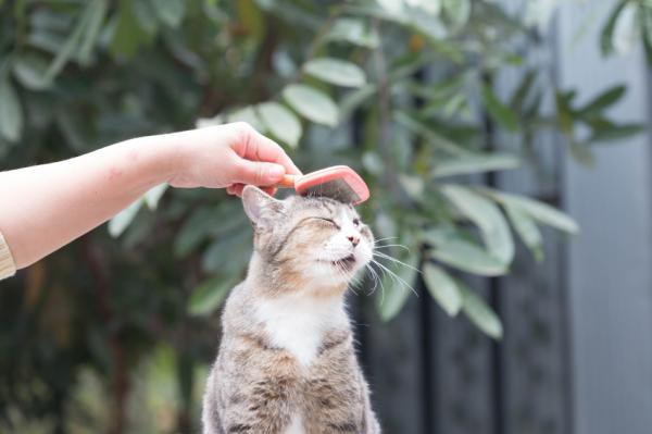 Szczotki krótkowłose dla kota – jak czesać kota o krótkich włosach