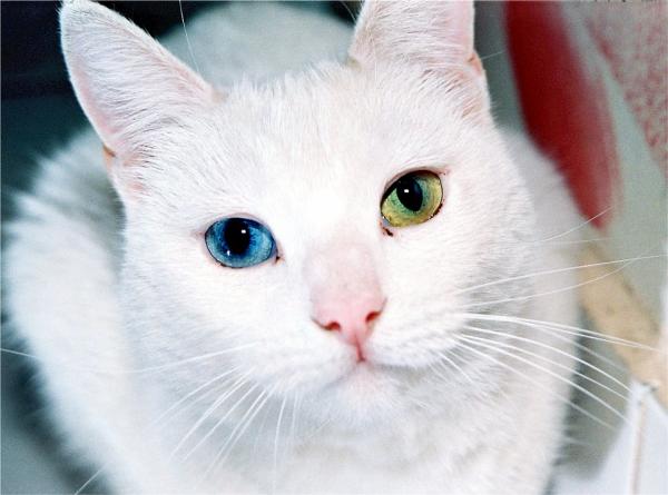Dlaczego niektóre koty mają różnokolorowe oczy?  - Heterochromia, stan wszystkich gatunków