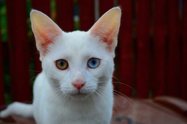 Dlaczego niektóre koty mają różnokolorowe oczy?  - Ciekawostki dotyczące heterochromii u kotów