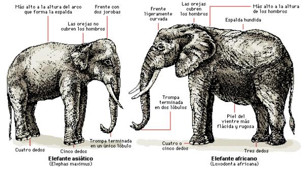 Zagrożone słonie - rodzaje słoni