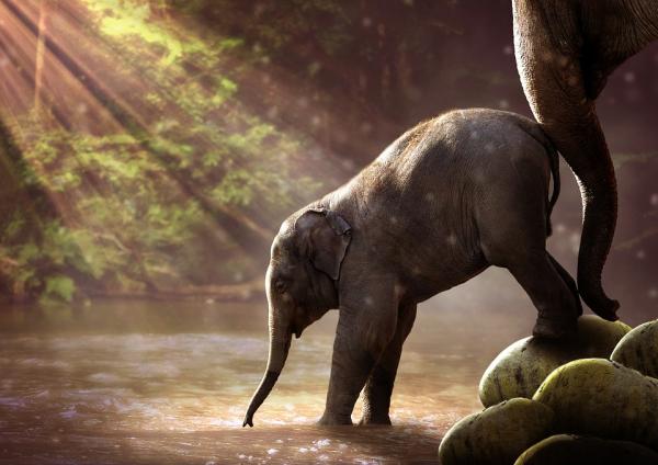 Zagrożone słonie – jak ratować słonie?