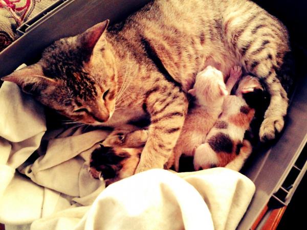 Jak sprawdzić, czy kot rodzi?  - Rozwój porodu