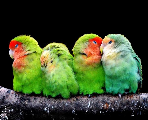 Leczenie roztoczy u ptaków - Zapobieganie roztoczom u ptaków