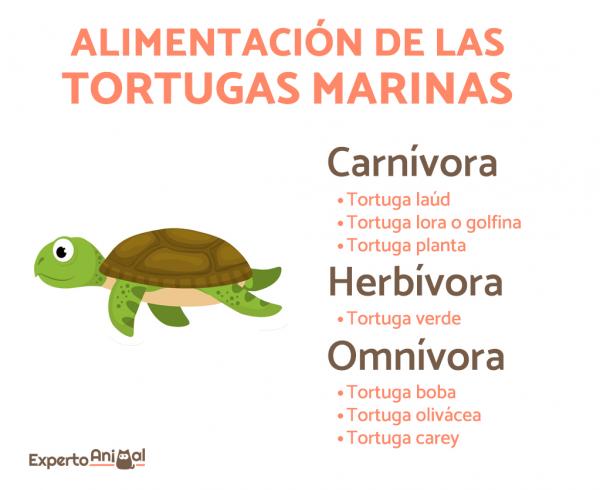 Co jedzą żółwie morskie?  - Rodzaje karmienia żółwi morskich