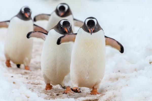 Czy pingwiny latają?  - Gdzie pingwiny chodzą zimą?