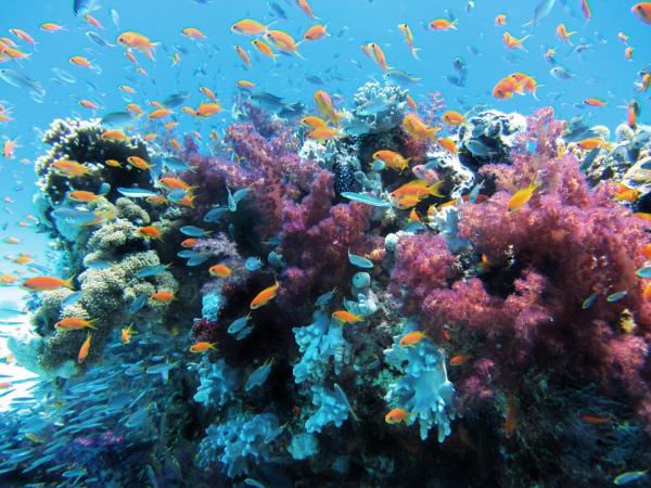 Zagrożone zwierzęta Wielkiej Rafy Koralowej - Coral